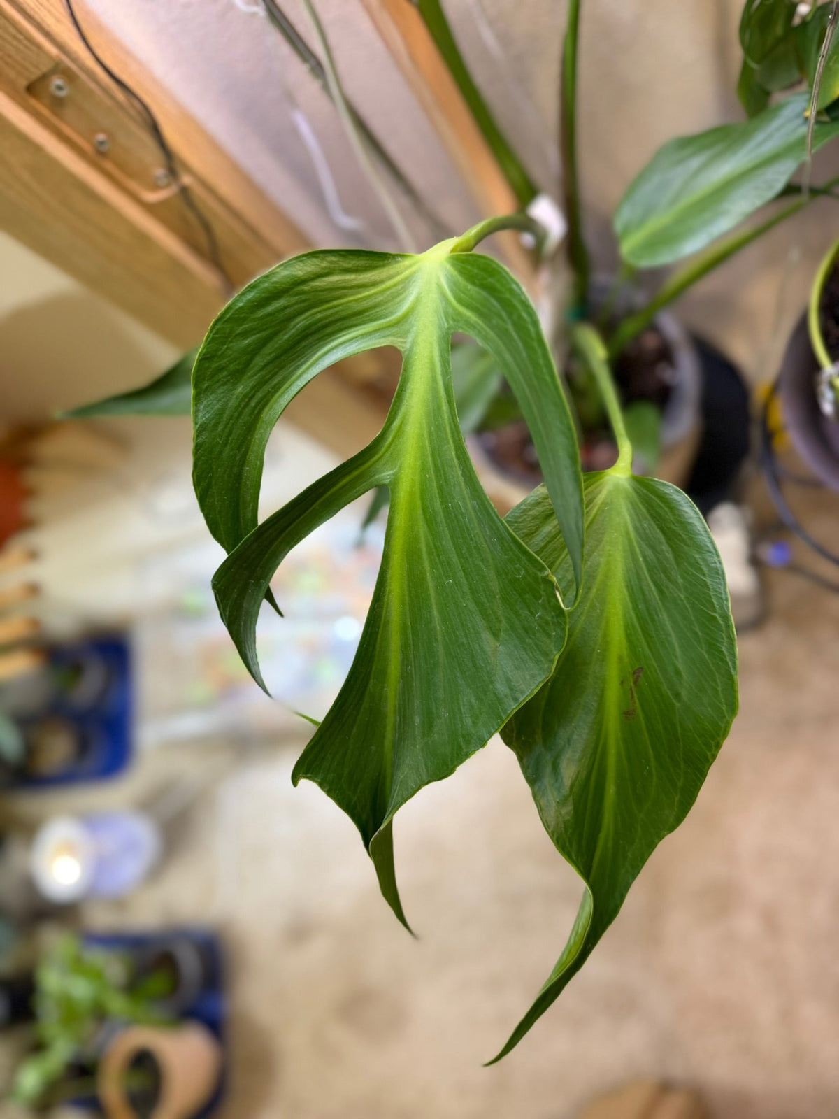 Plants