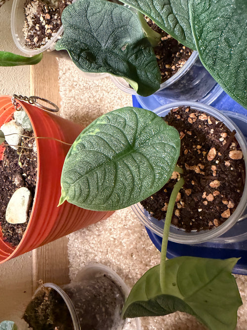 Alocasia Melo, Rooted Starter
