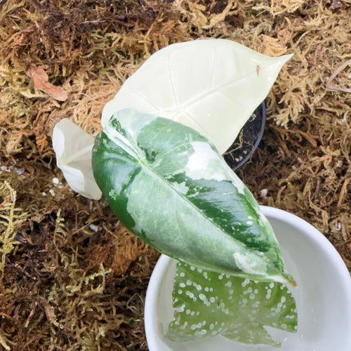 Alocasia Frydek Albo, Variegated Rooted Starter
