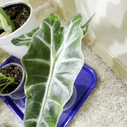 Alocasia Rooted Corms and Starter Plants